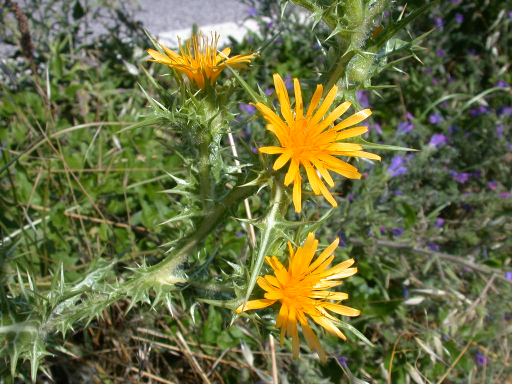 Scolymus hispanicus / Cardogna comune